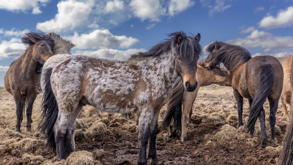 a group of four Icelandic hourses, one dark brown horse in the foreground facing the camera. It looses specks of white winter fur.