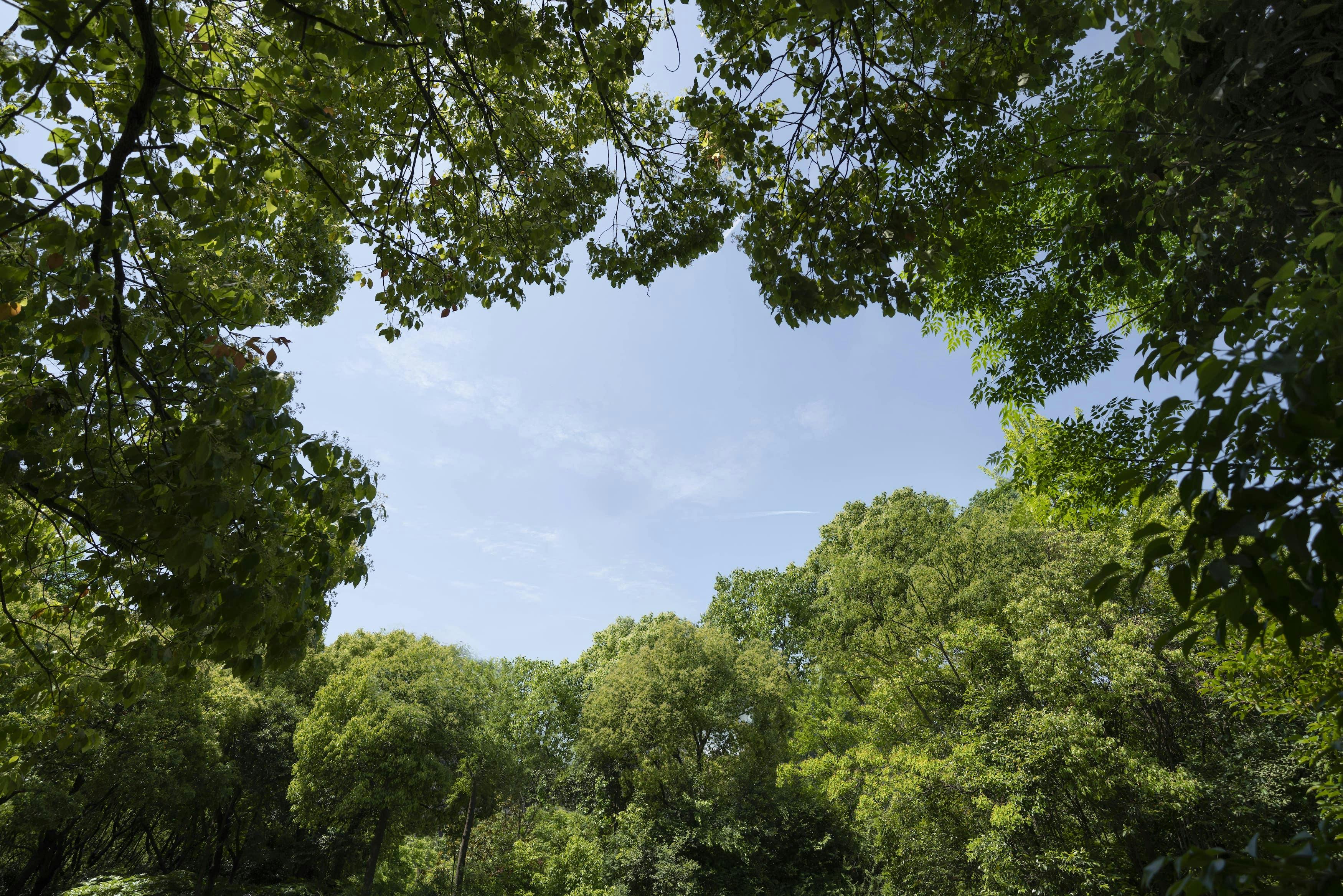 Every Neighborhood Leafy