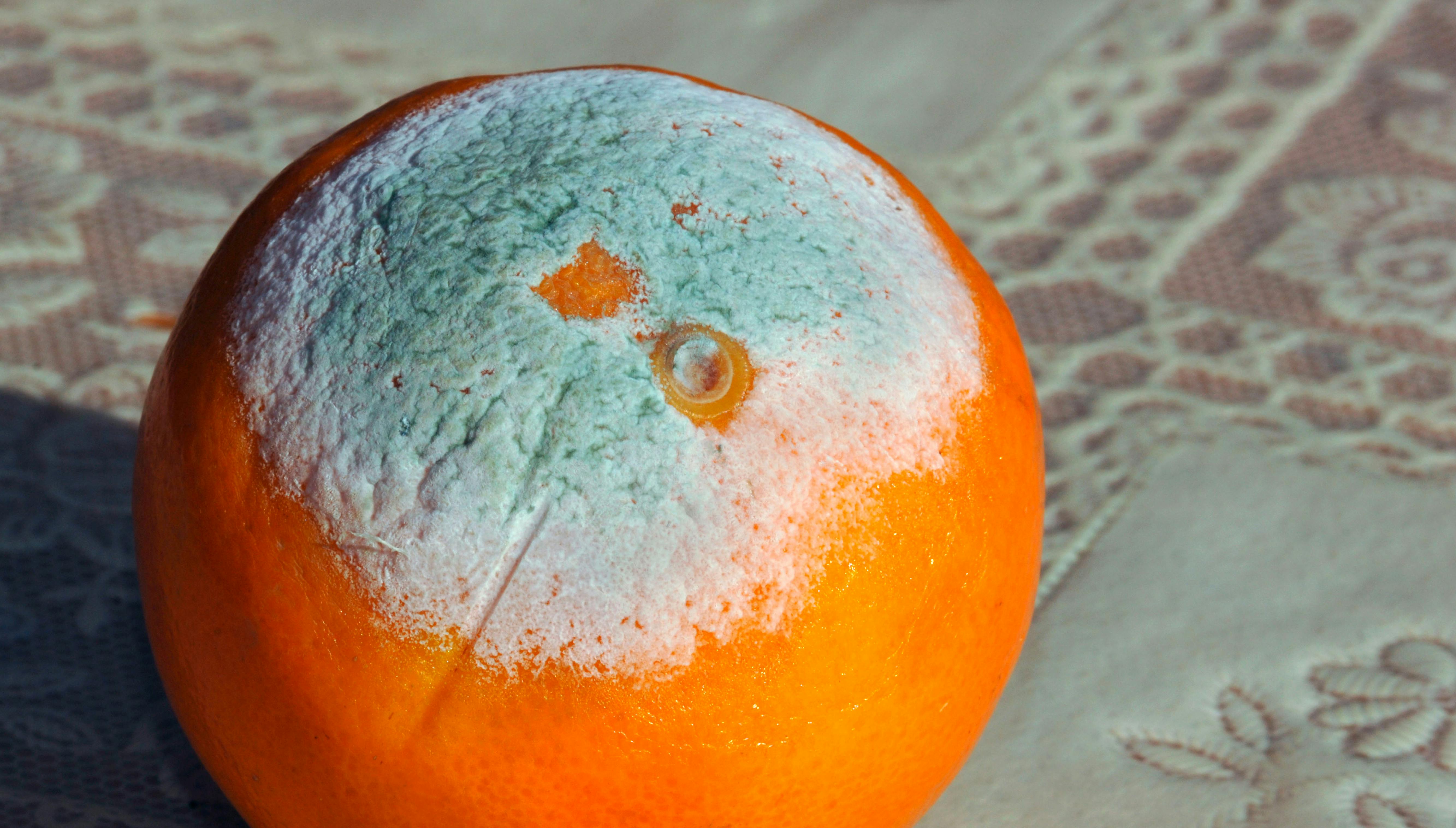 How Corrupt Is New York, Anyway?