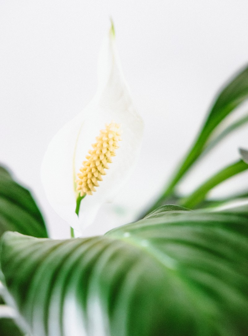 Spathiphyllum