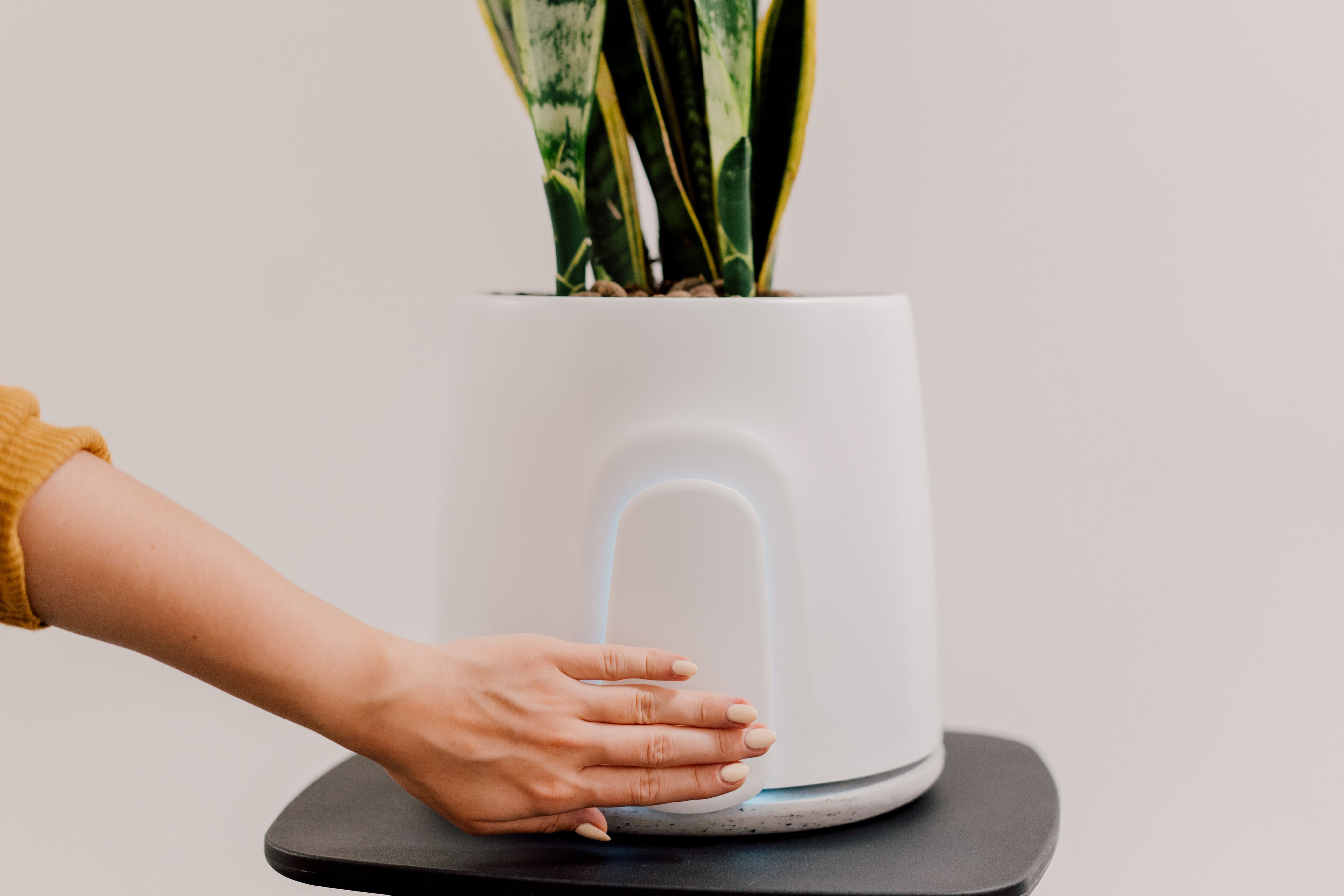 Natural air store purifier