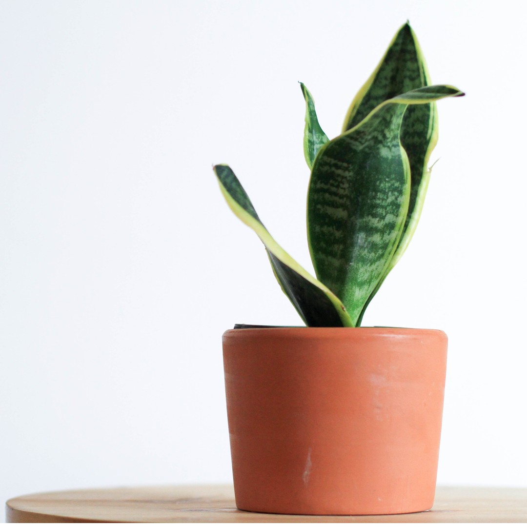 Sansevieria Trifasciata