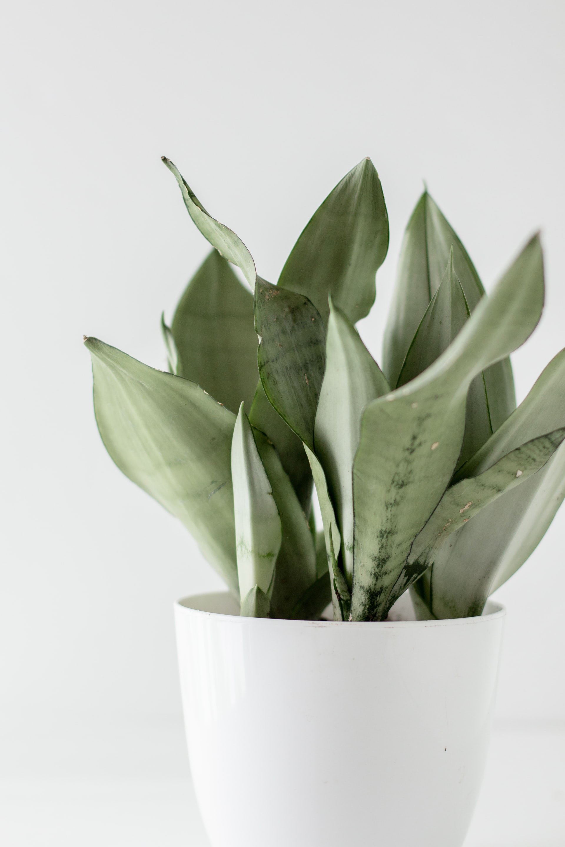 sansevieria