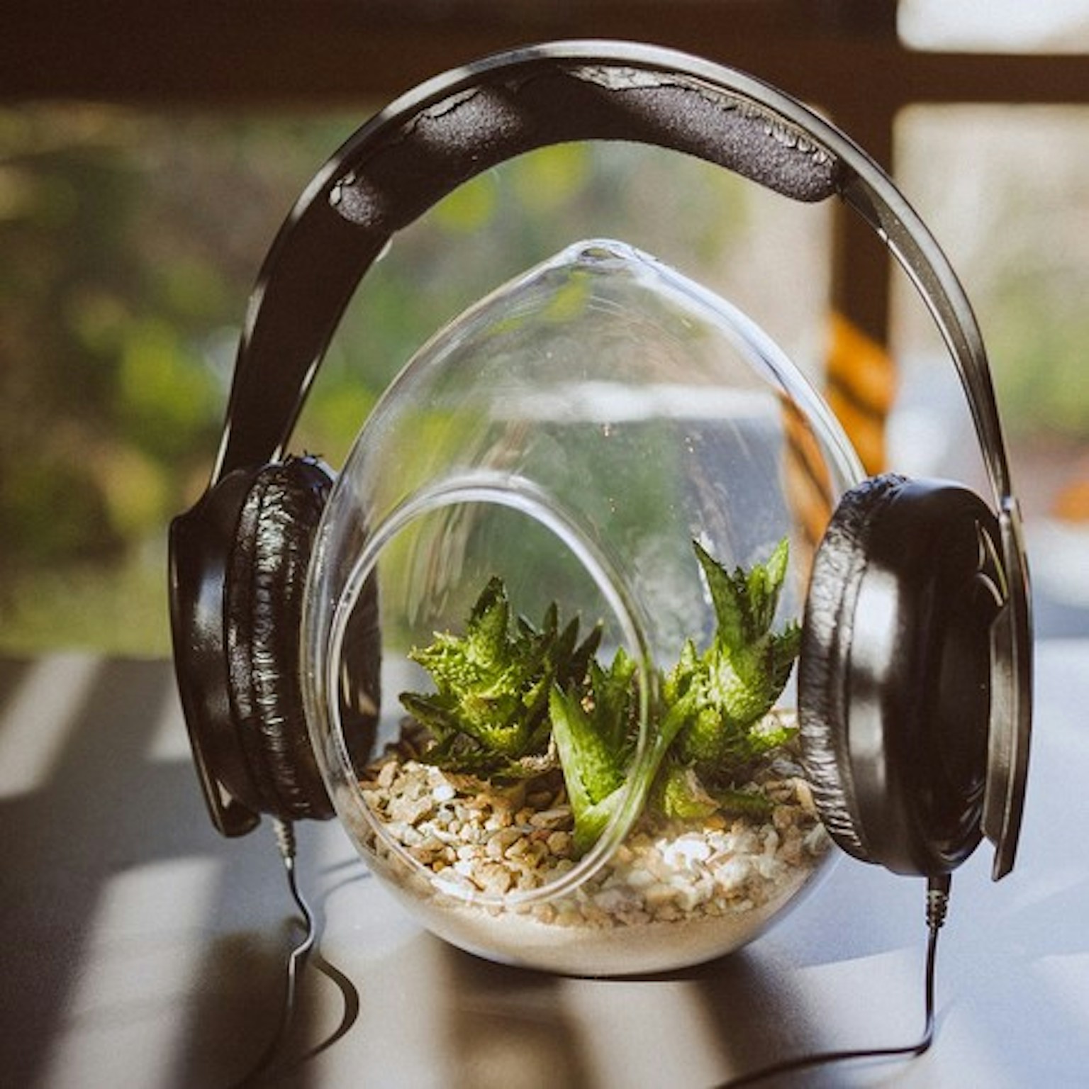 La musica influenza la crescita delle piante?