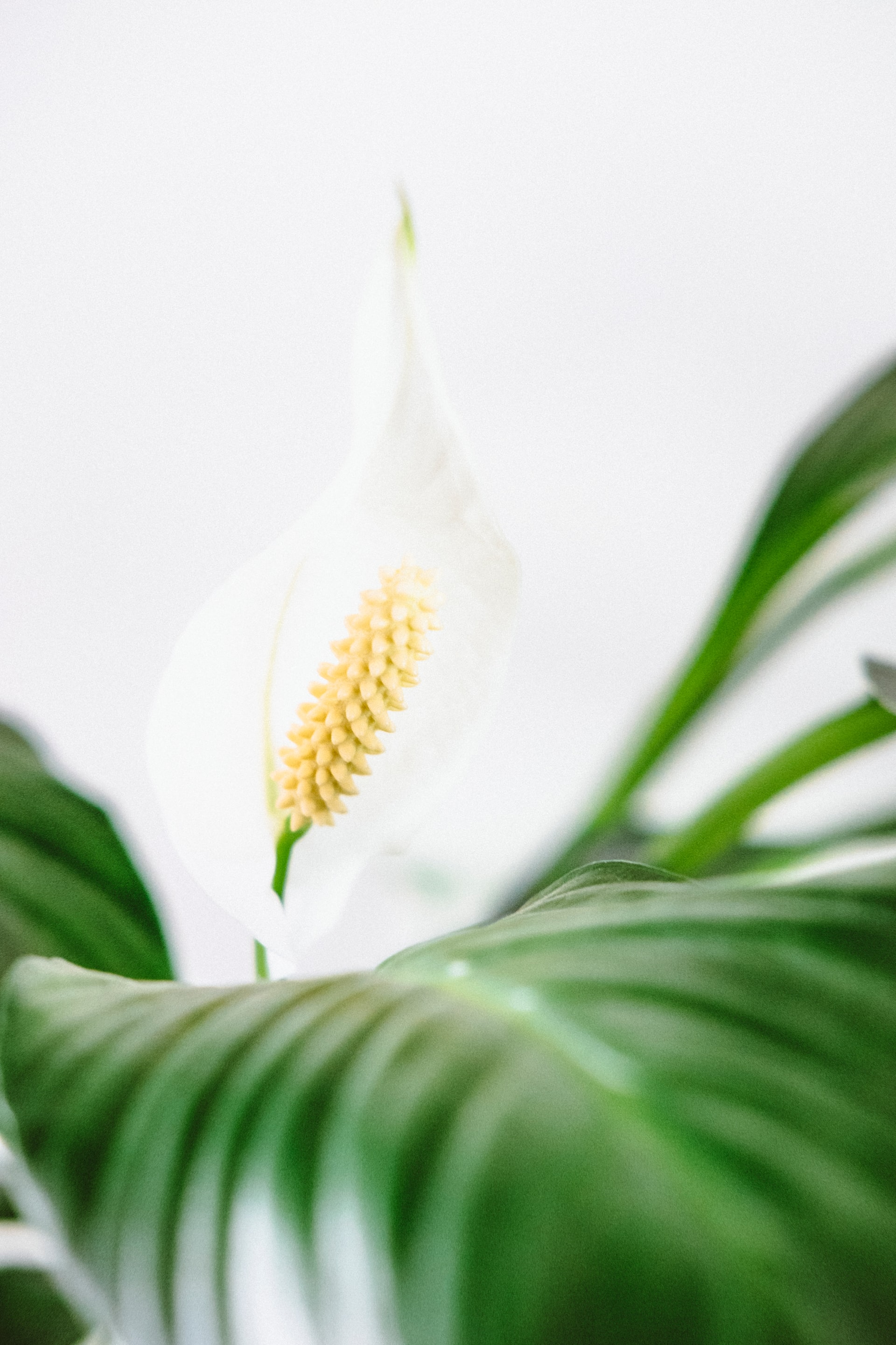 spathiphyllum