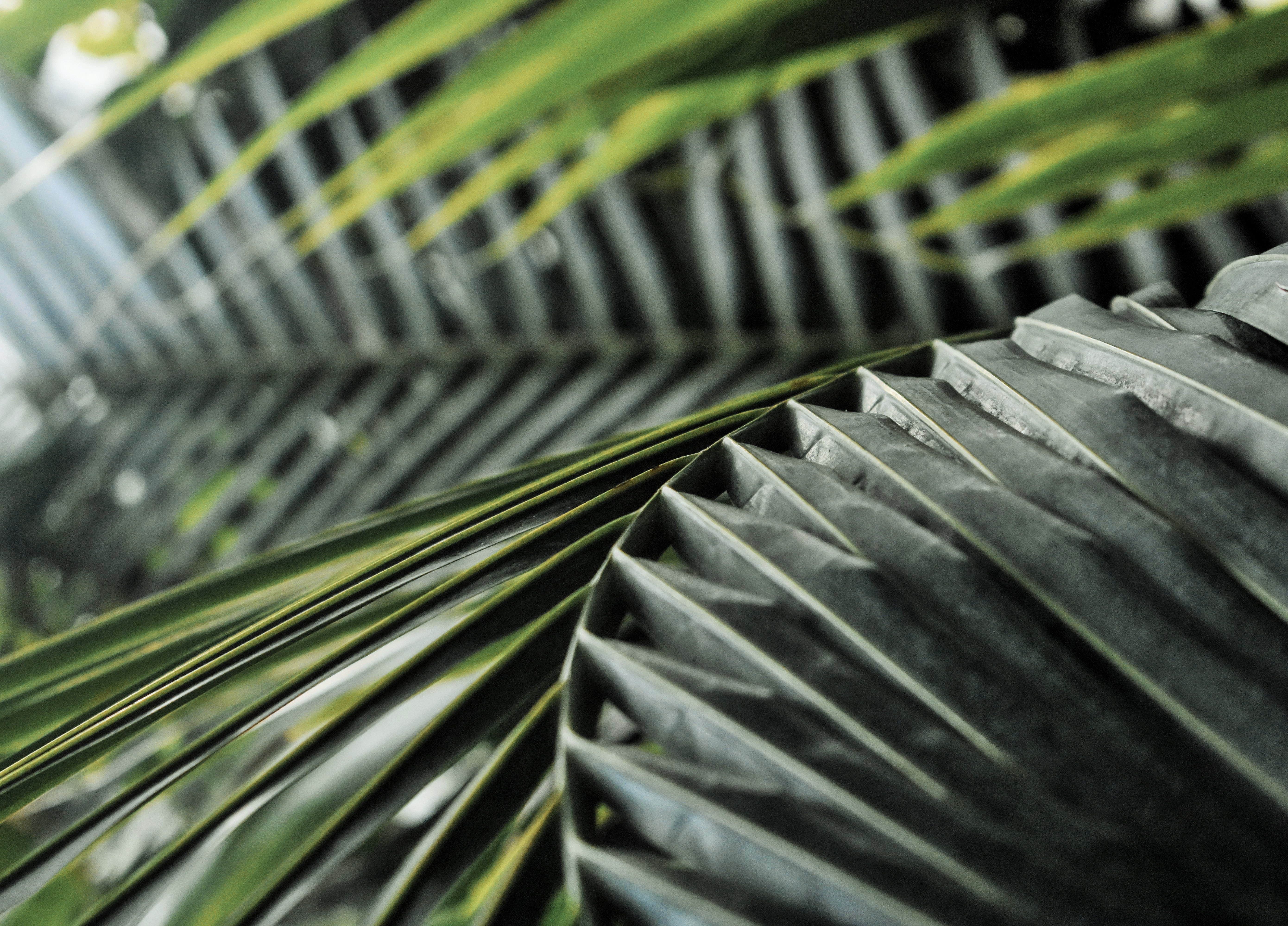 palma da datteri nana