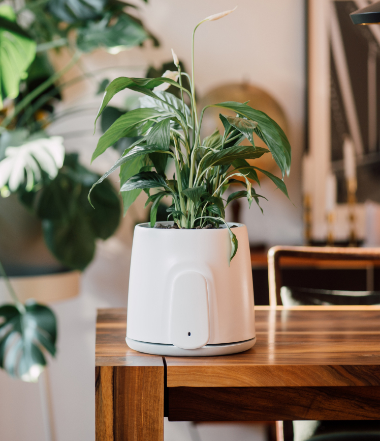 Natede Smart for retailers and distributors