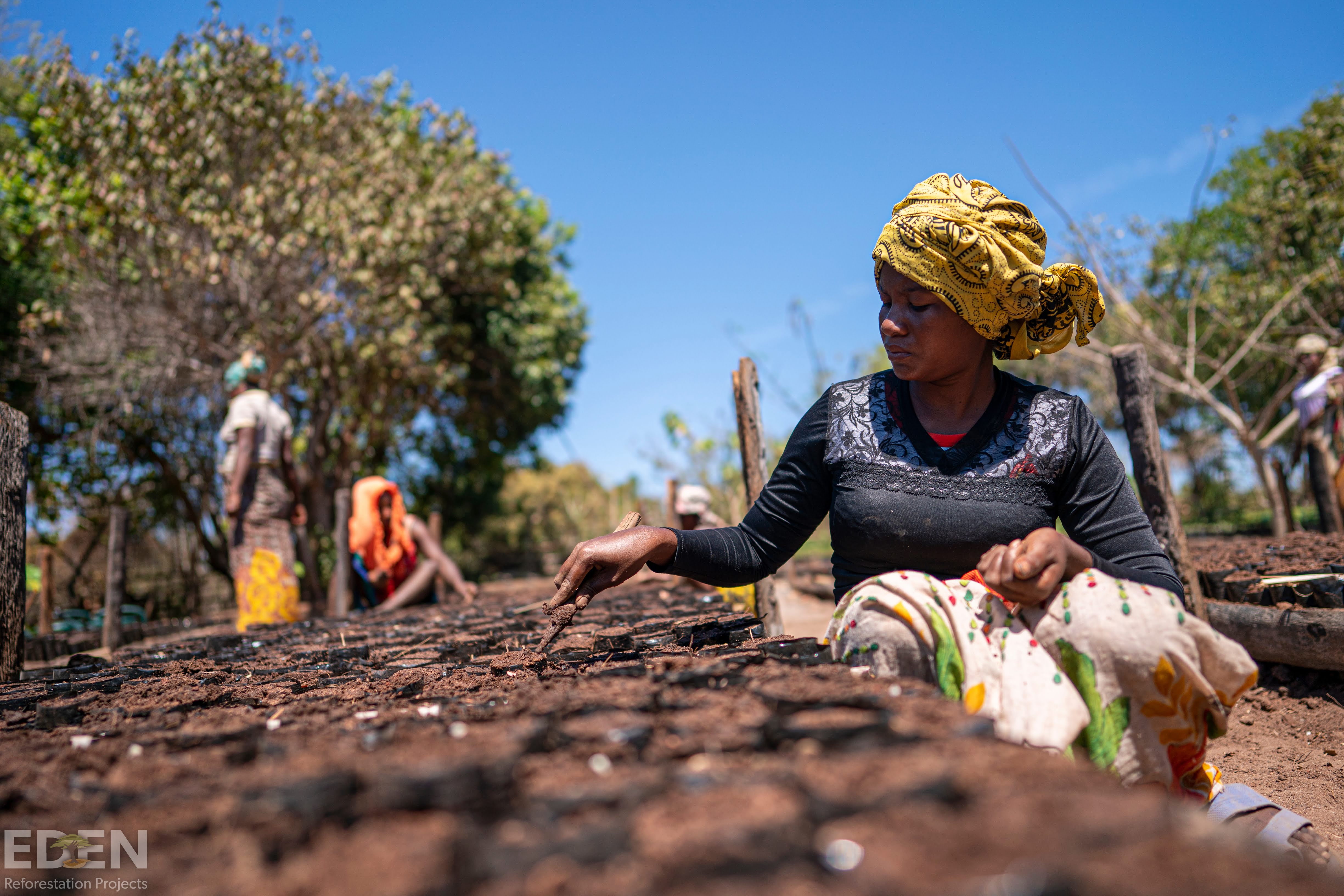 vitesy and eden reforestation projects