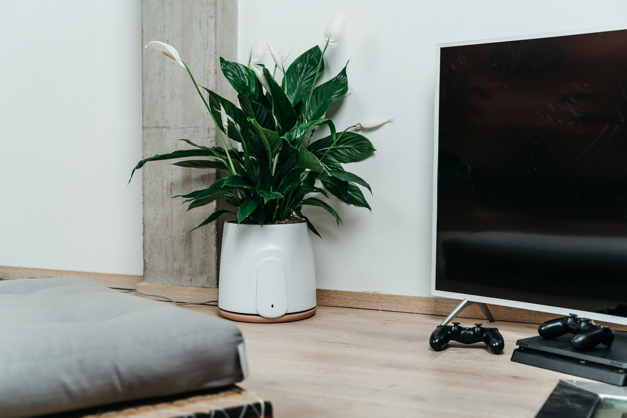 come bagnare correttamente la tua pianta dentro il Natede