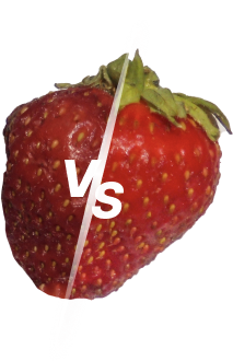 extend strawberry shelf-life 