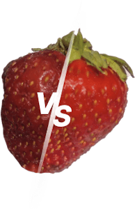 Erdbeeren länger haltbar machen
