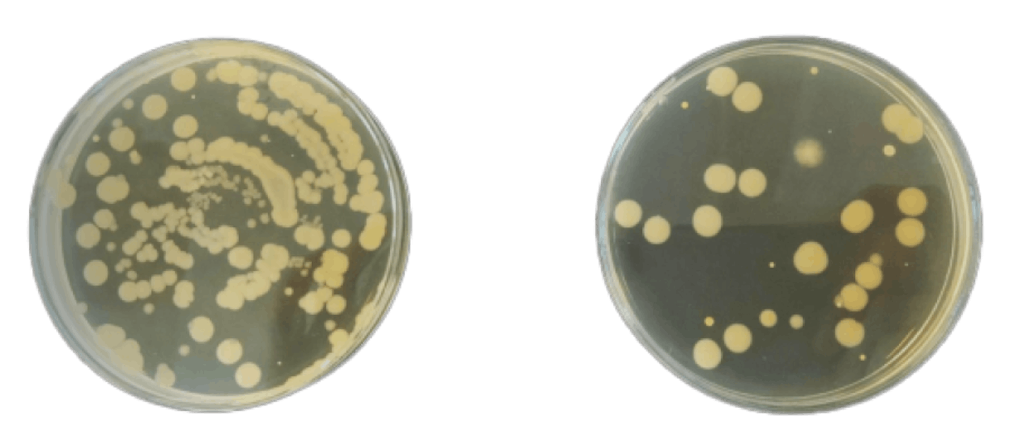 Bakterienreduktion
