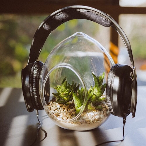 Is there correlation between plant growth and music?