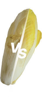 extended endive shelf-life 