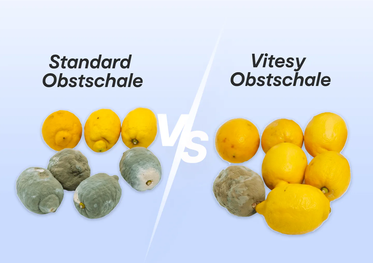 Vitesy Fruit Bowl – Schimmel und Sporen: Kreuzkontamination vorbeugen