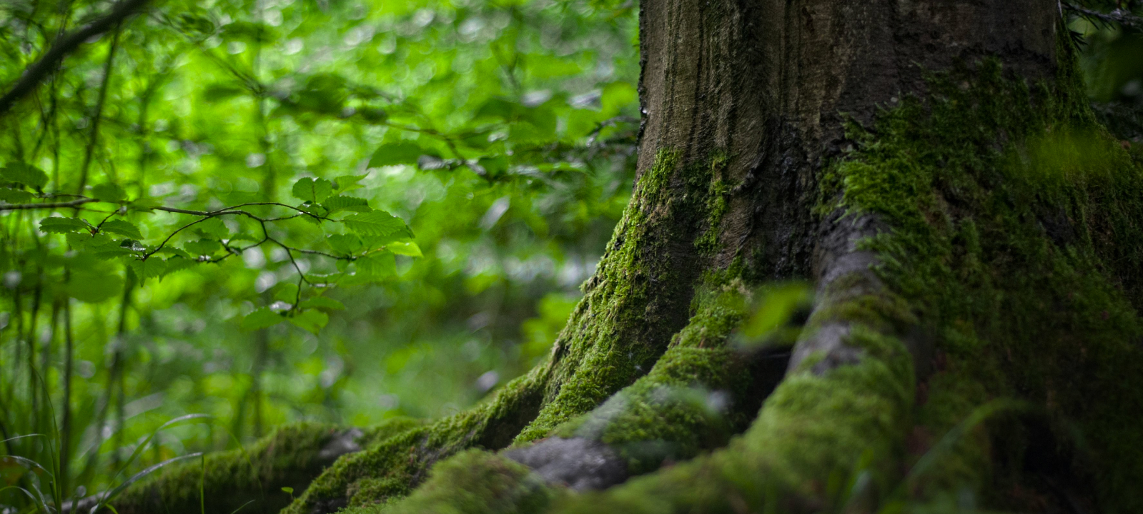 Scegliamo la sostenibilità ogni giorno