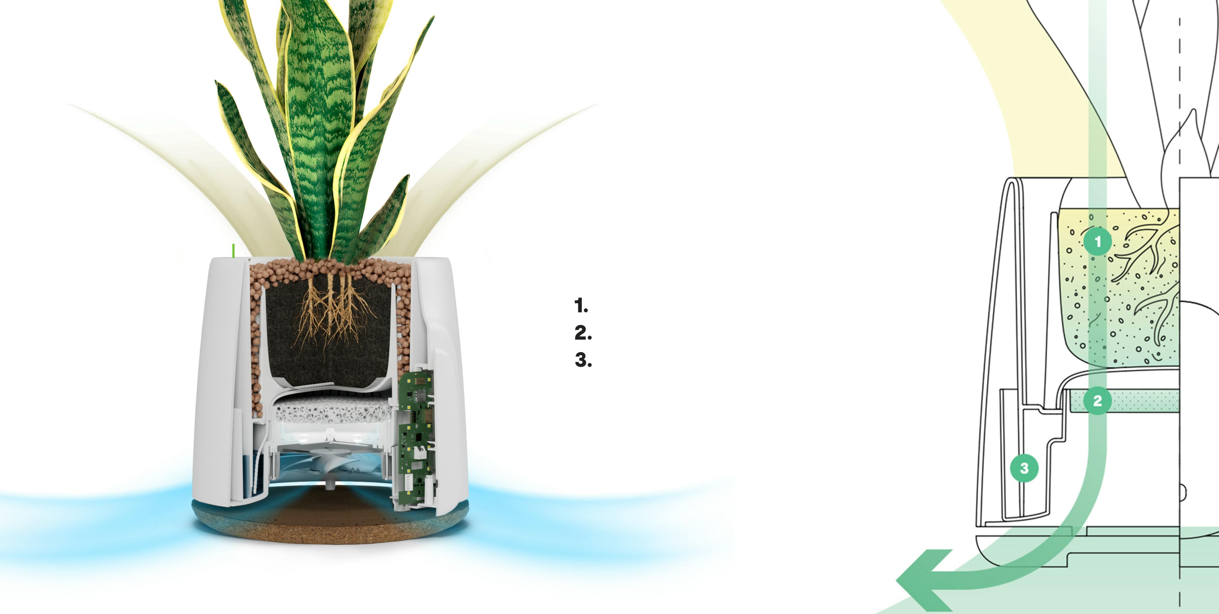 Phytoremediation