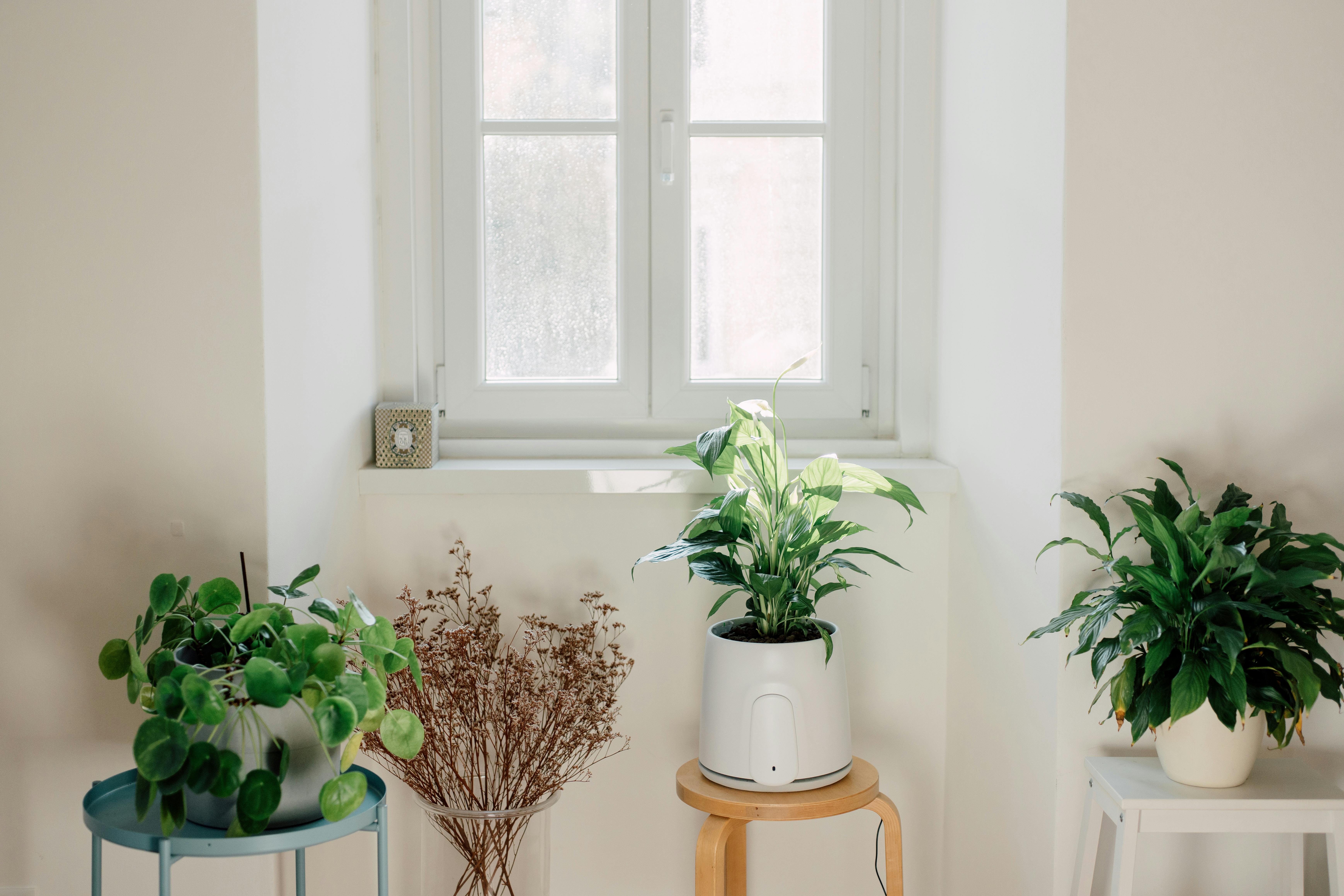 indoor plants with natede