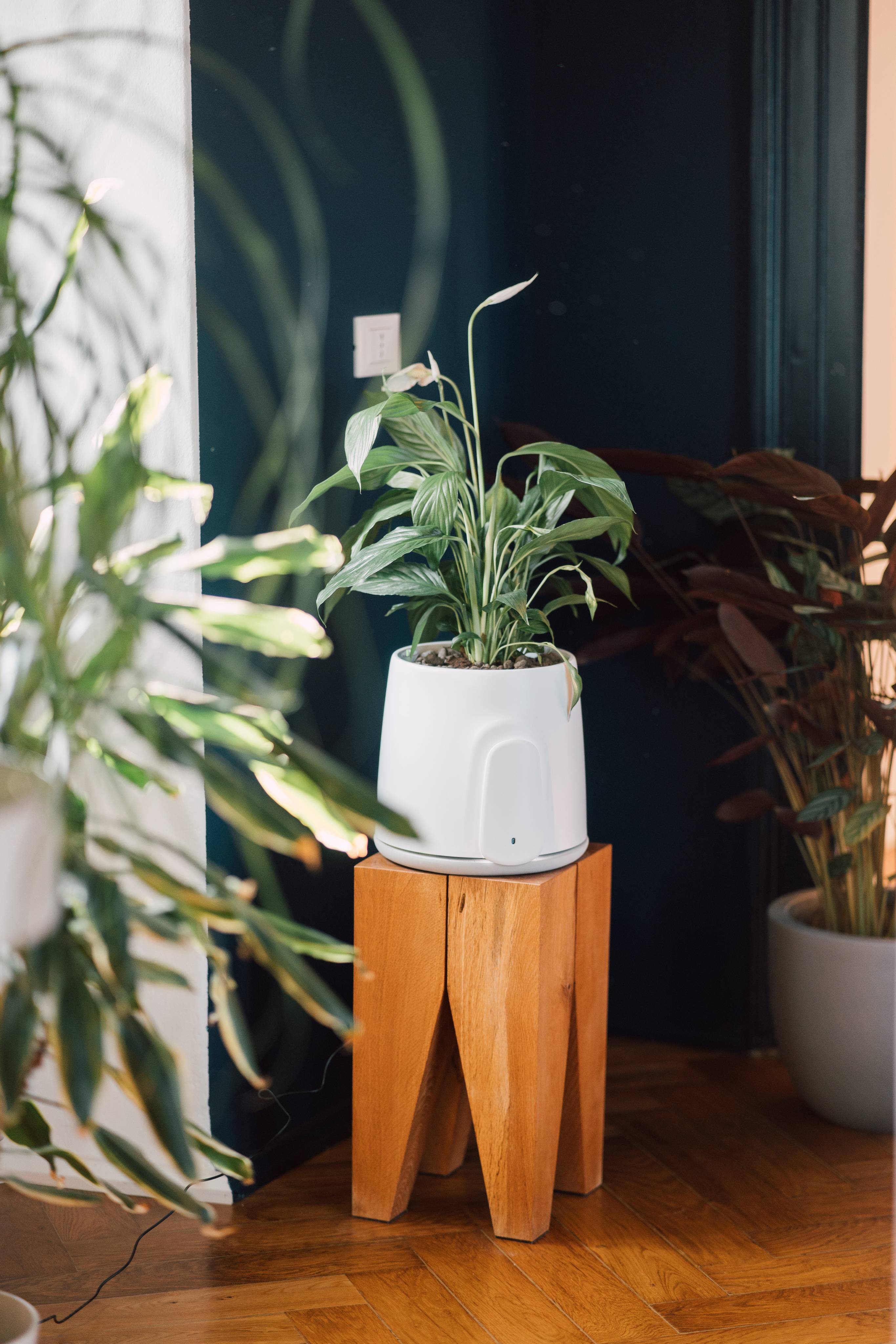 Le migliori piante per il tuo Natede Smart