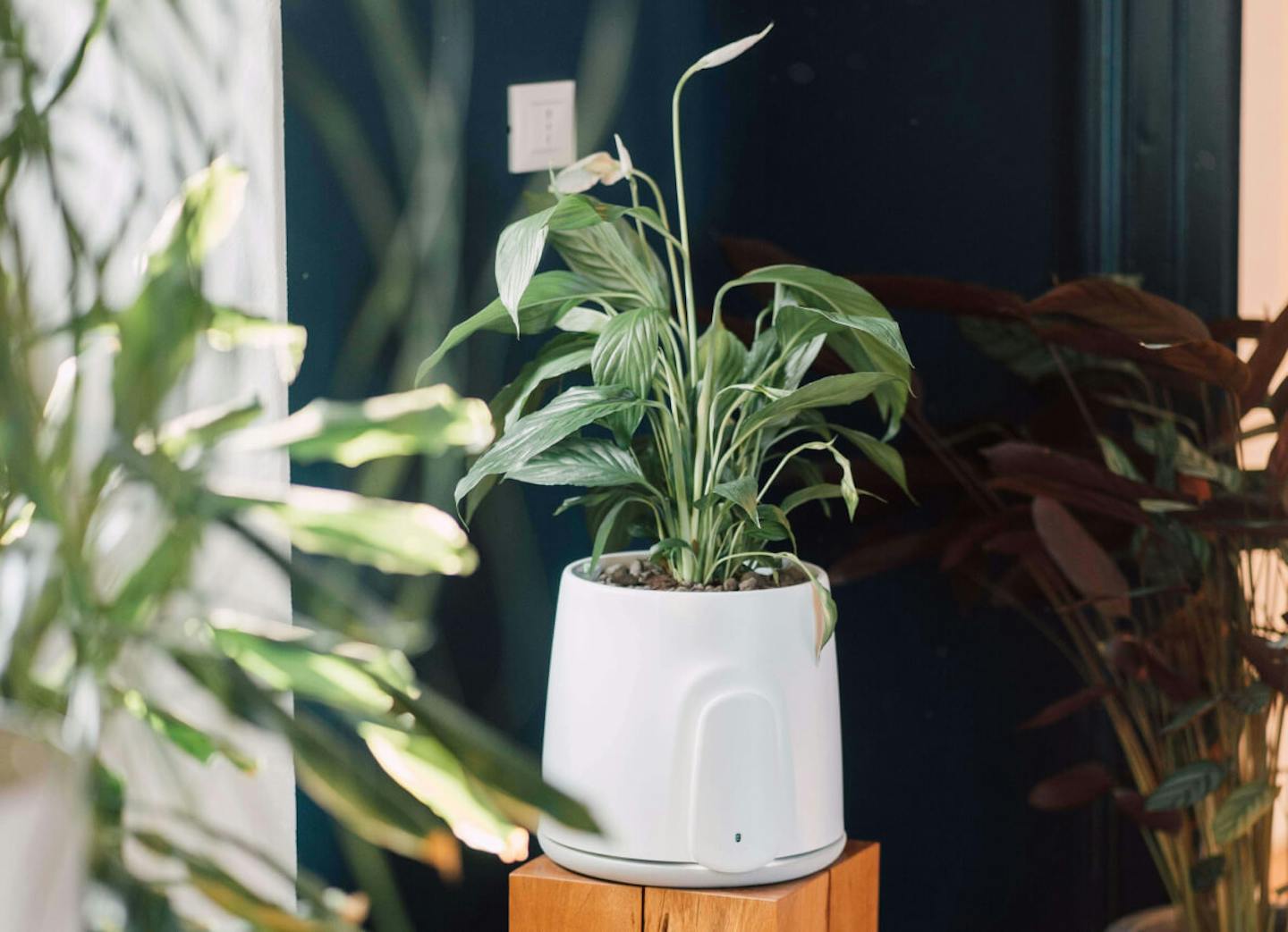 natede smart plants