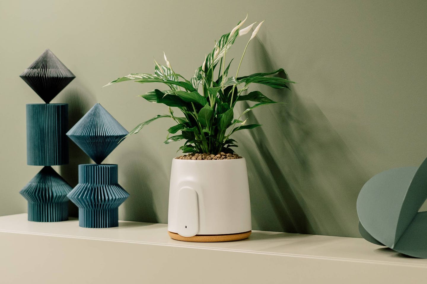 The best plants for your Natede