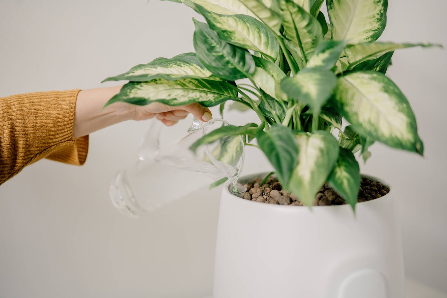 Sistema di auto-irrigazione da 1L per la tua pianta