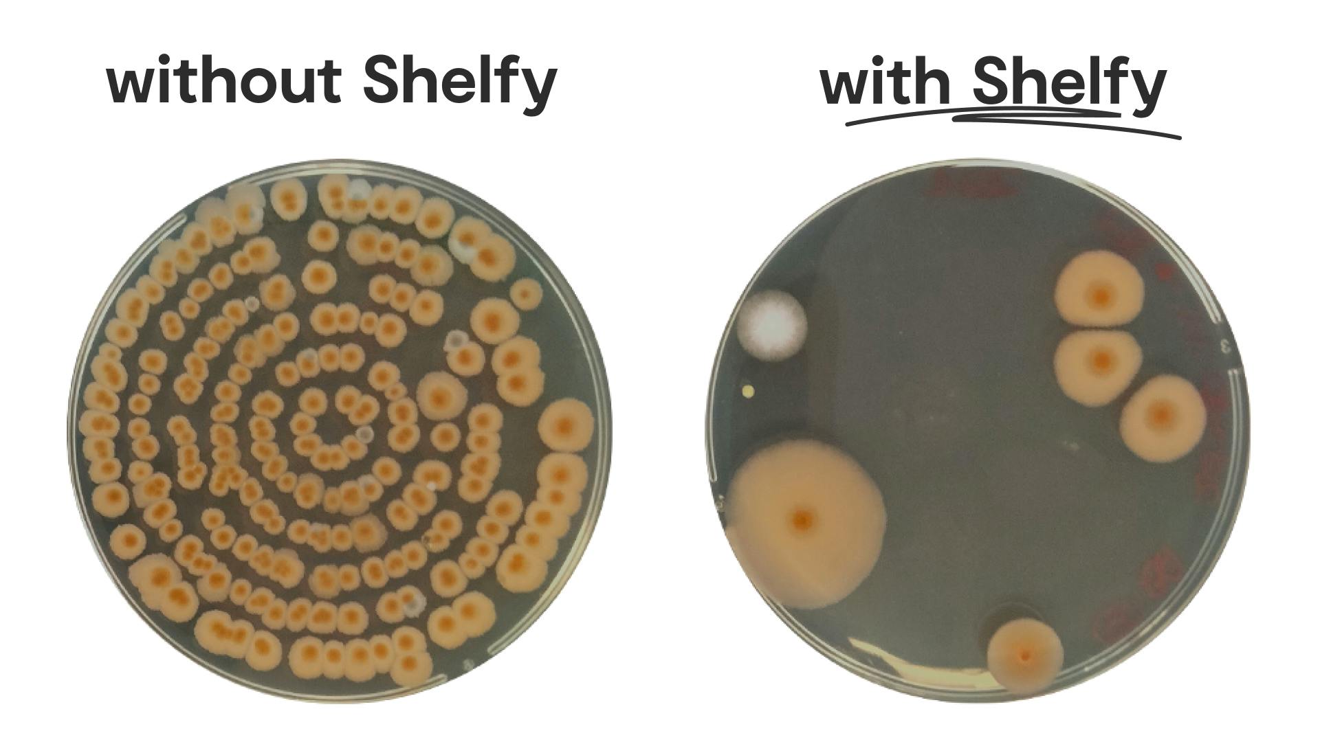 Shelfy bacteria