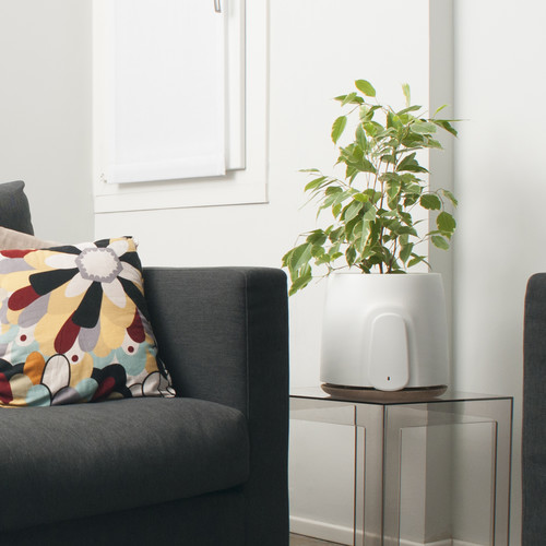 La tua pianta va d'accordo con il tuo animale domestico?