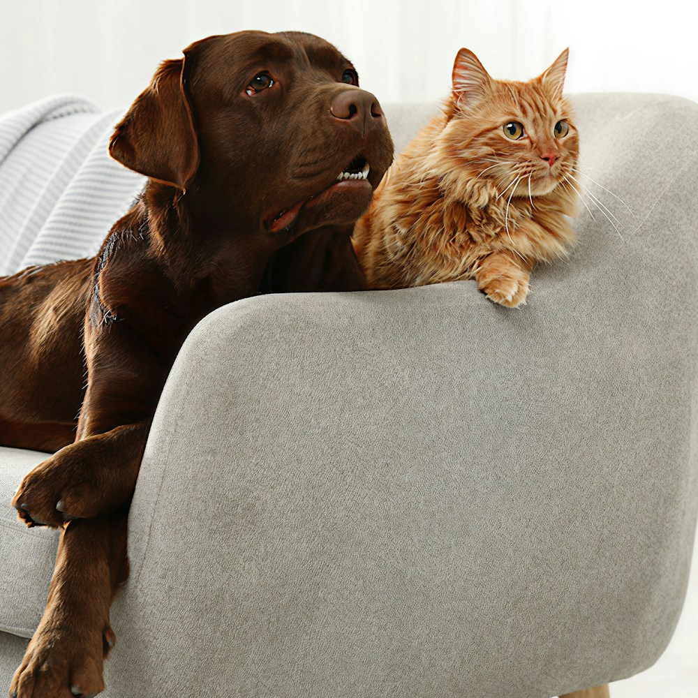 Vivere con cani o gatti porta gioia