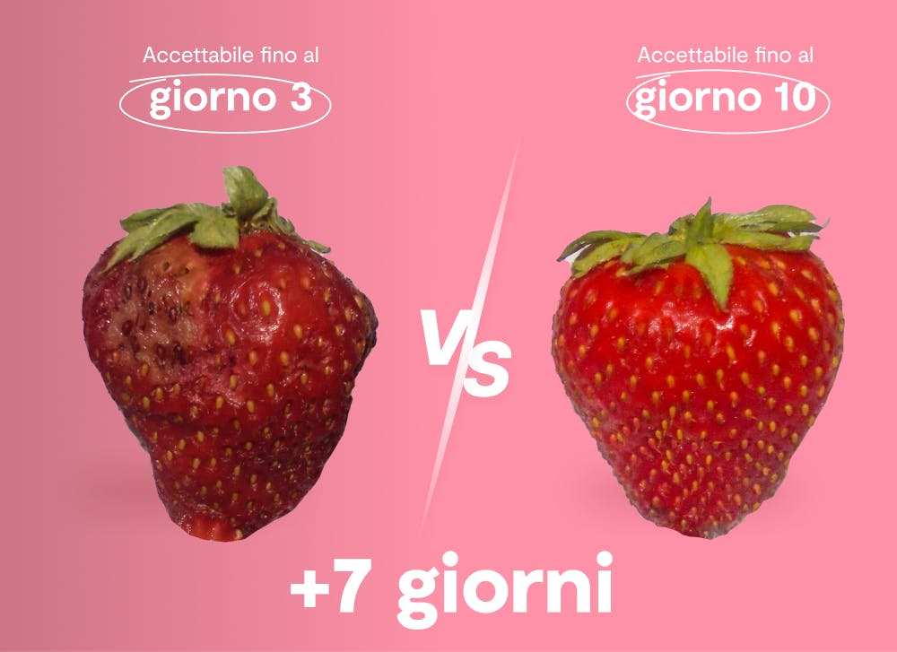 risultati shelfy sulle fragole