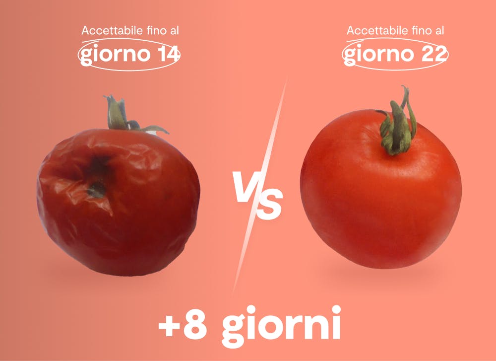 risultati shelfy sui pomodori