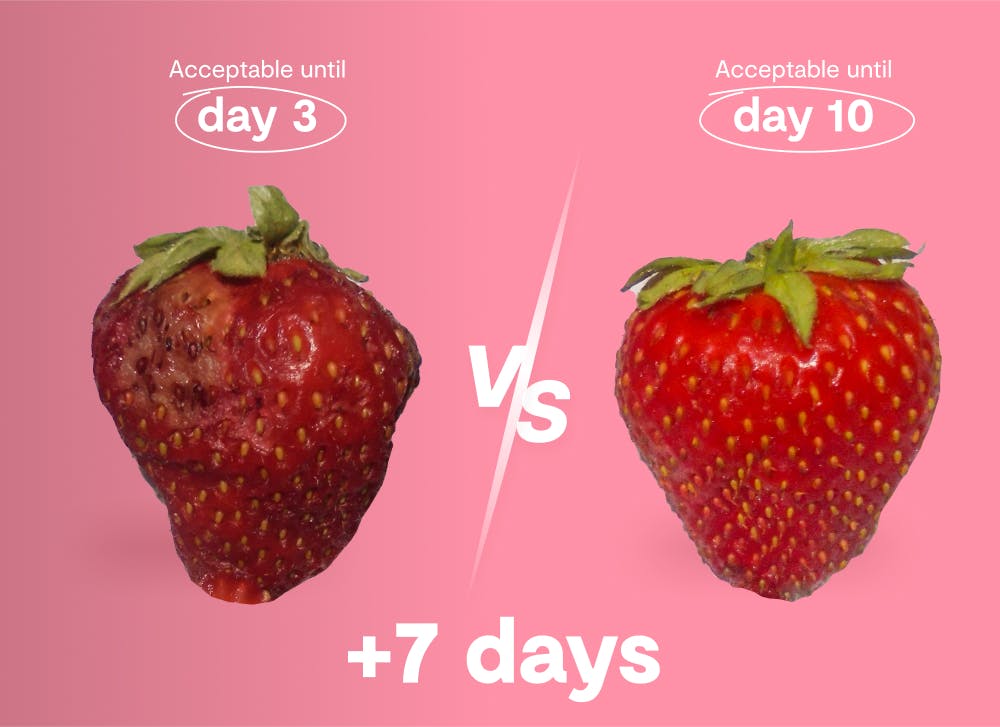strawberries  last longer with shelfy
