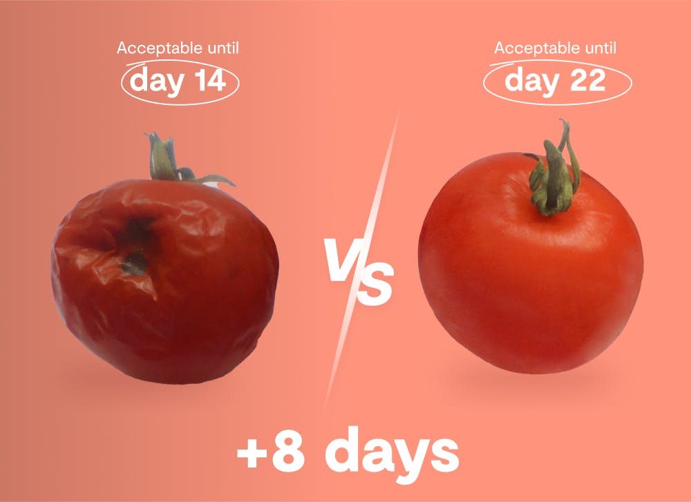 tomatoes last longer with shelfy