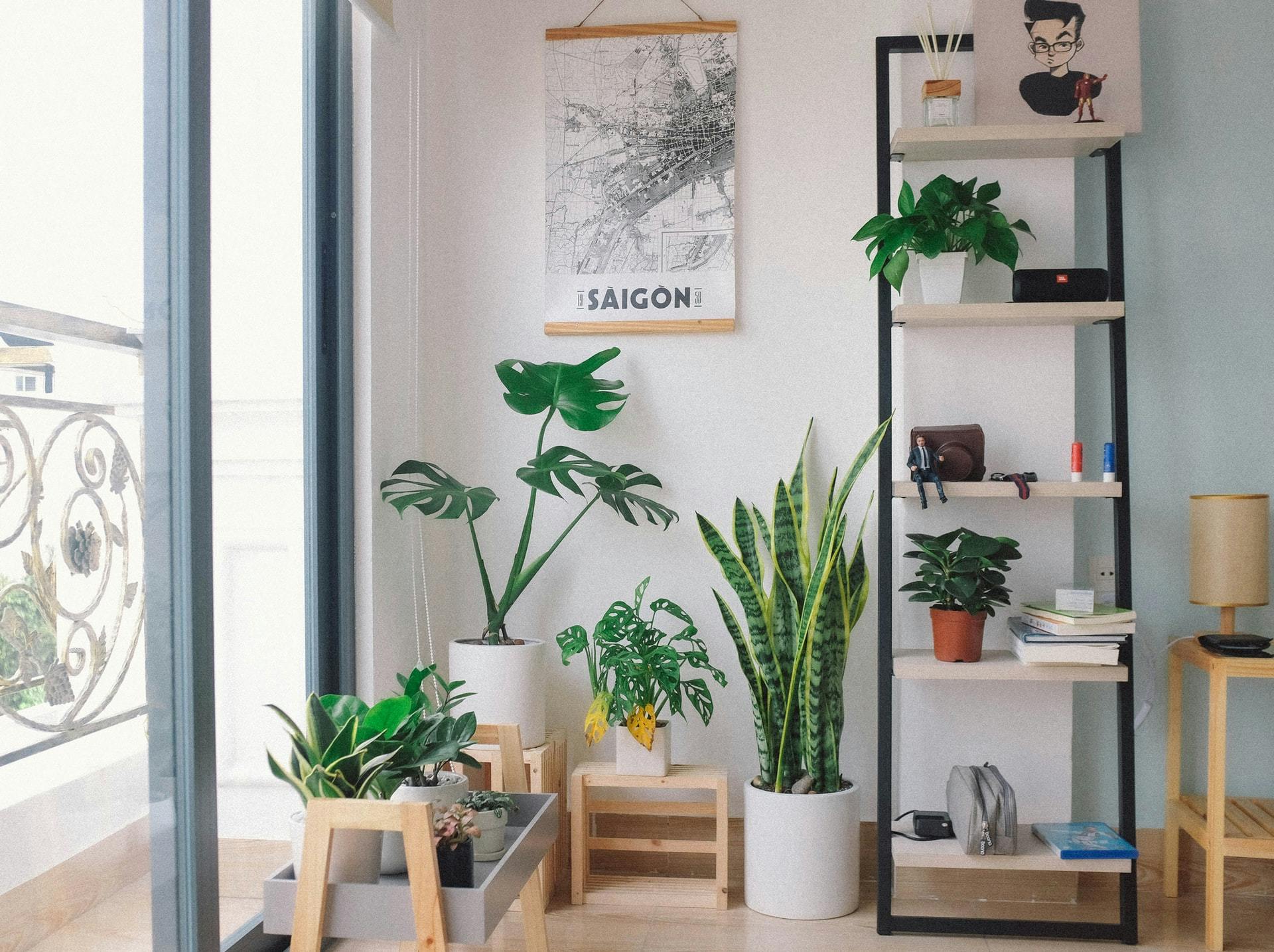 Le migliori piante per decorare la tua casa e purificare l'aria