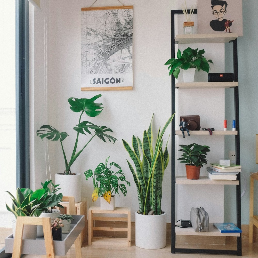 Le migliori piante per decorare la tua casa e purificare l'aria