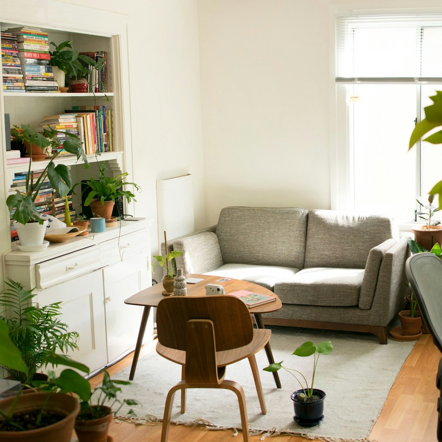 Scopri se la tua pianta d'appartamento è felice