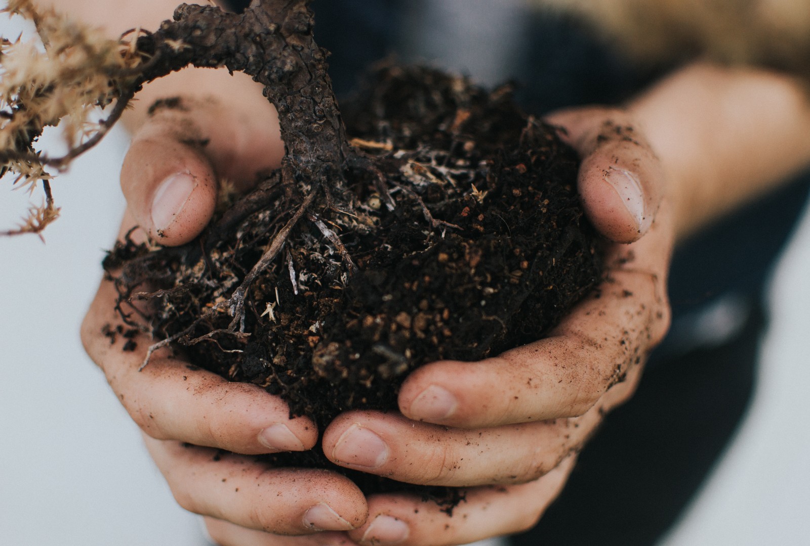 6 modi per vivere in modo green e sostenibile: pianta un albero