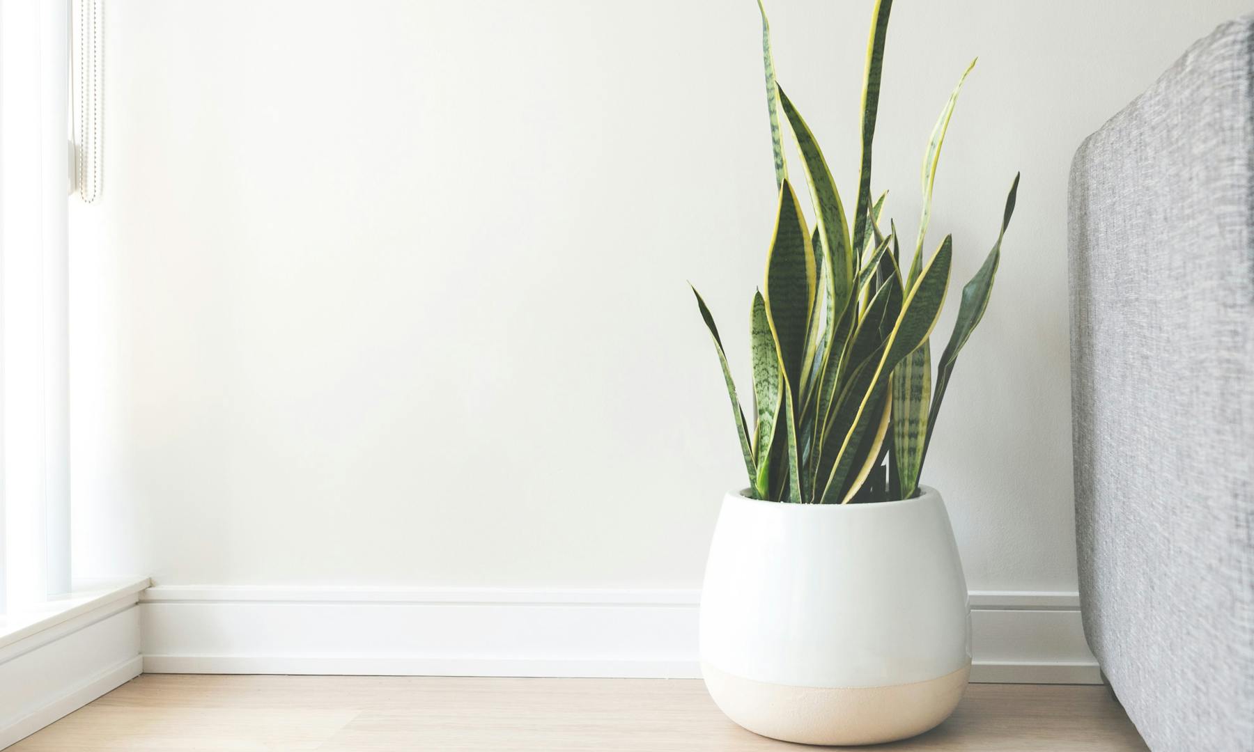 plants remove indoor air pollution