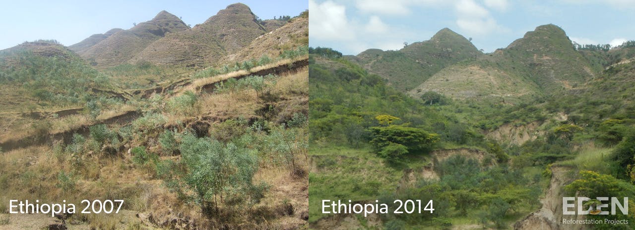 Eden Reforestation Projects before and after