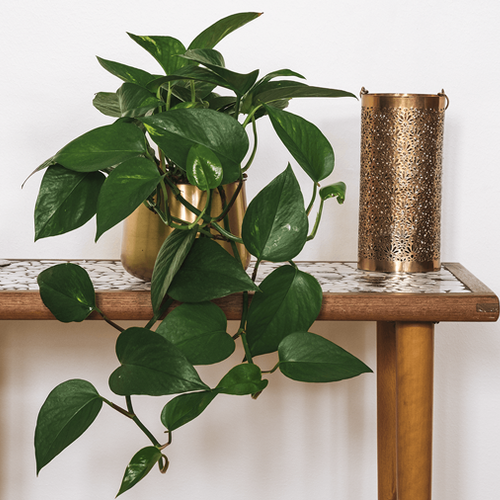 5 magical plants that purify indoor air and make your life better