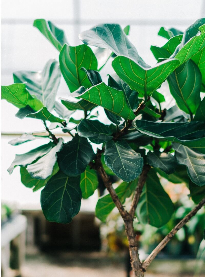 Ficus Benjamina