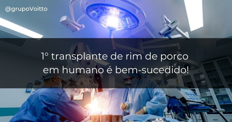 1° transplante de rim de porco em humano é bem-sucedido!