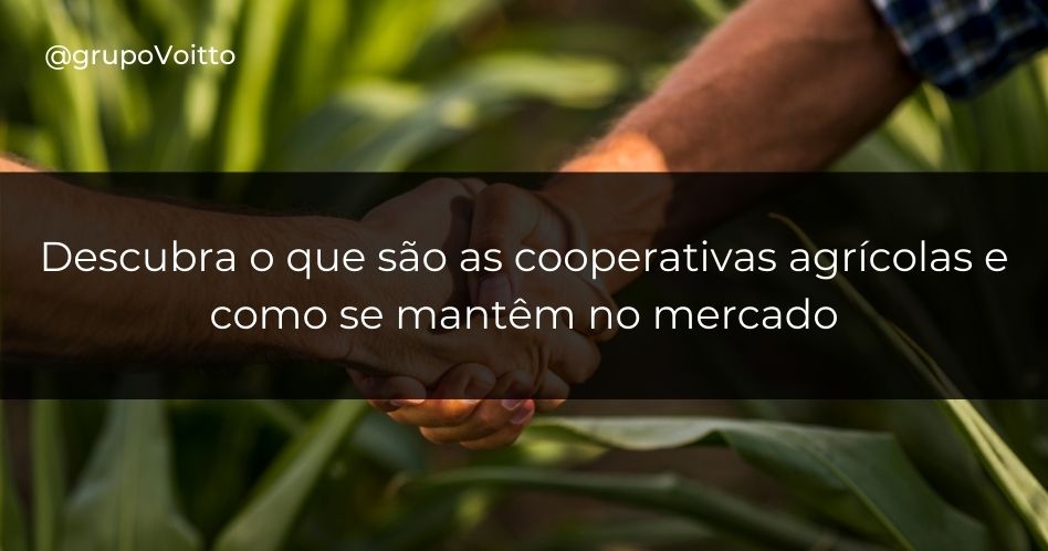 Descubra o que são as cooperativas agrícolas e como se mantêm no mercado
