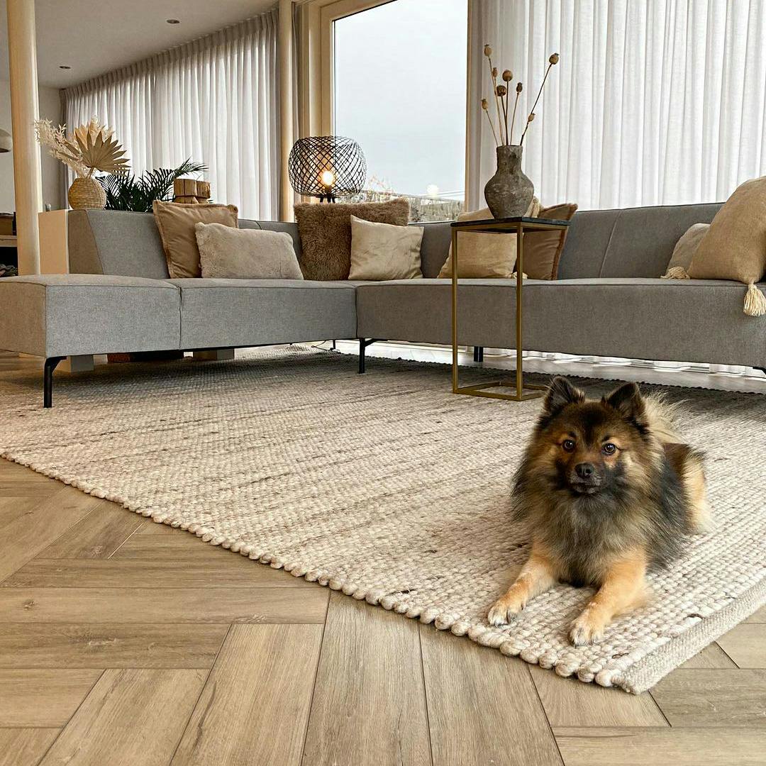 Pies zsikał się na dywan