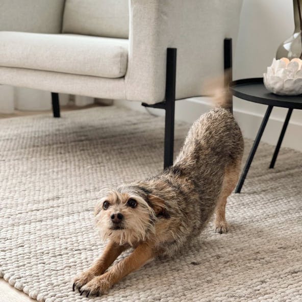 Wie entfernt man Haare aus einem Teppich?