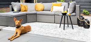 Dywan zewnętrzny i pies