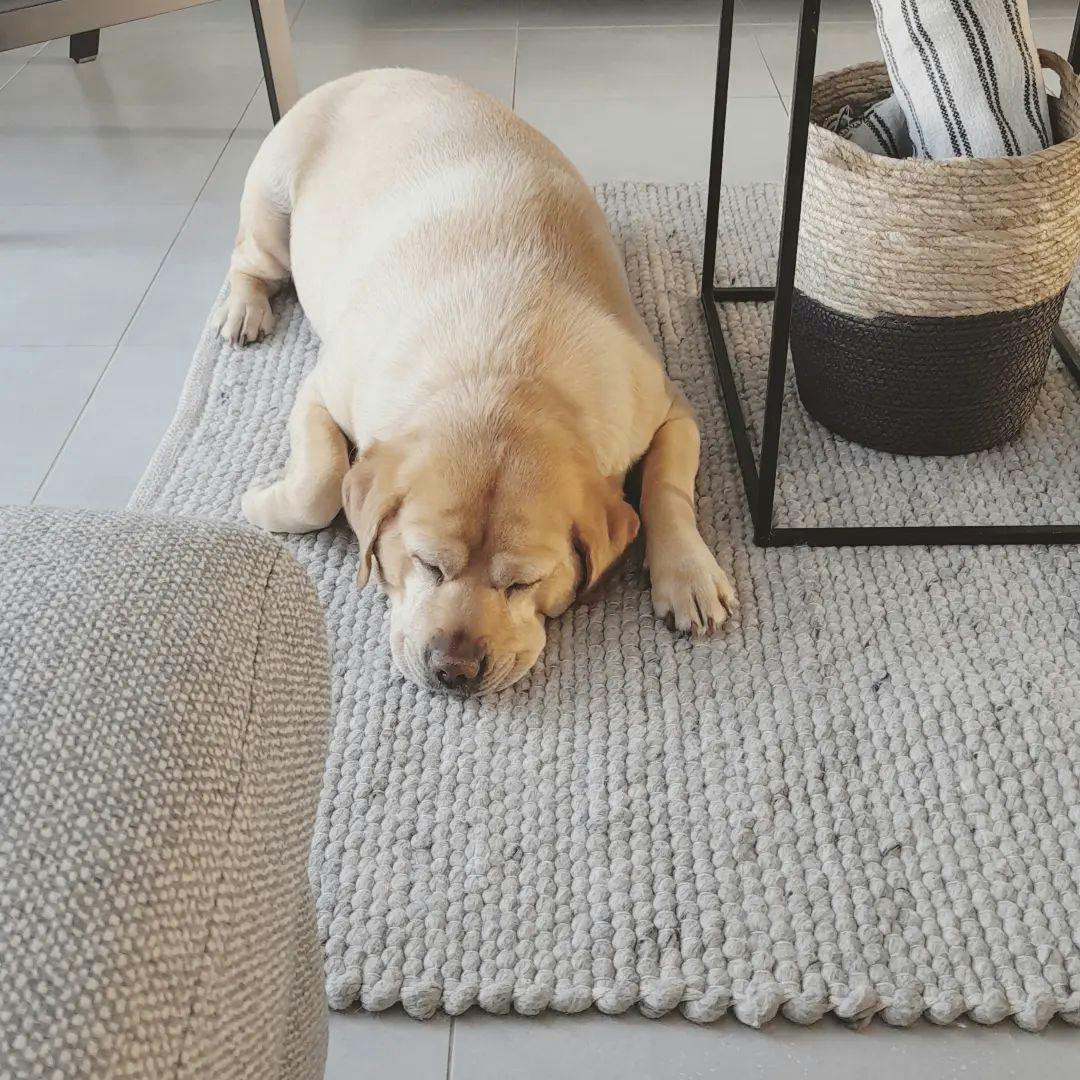 Dywan wełniany i kot