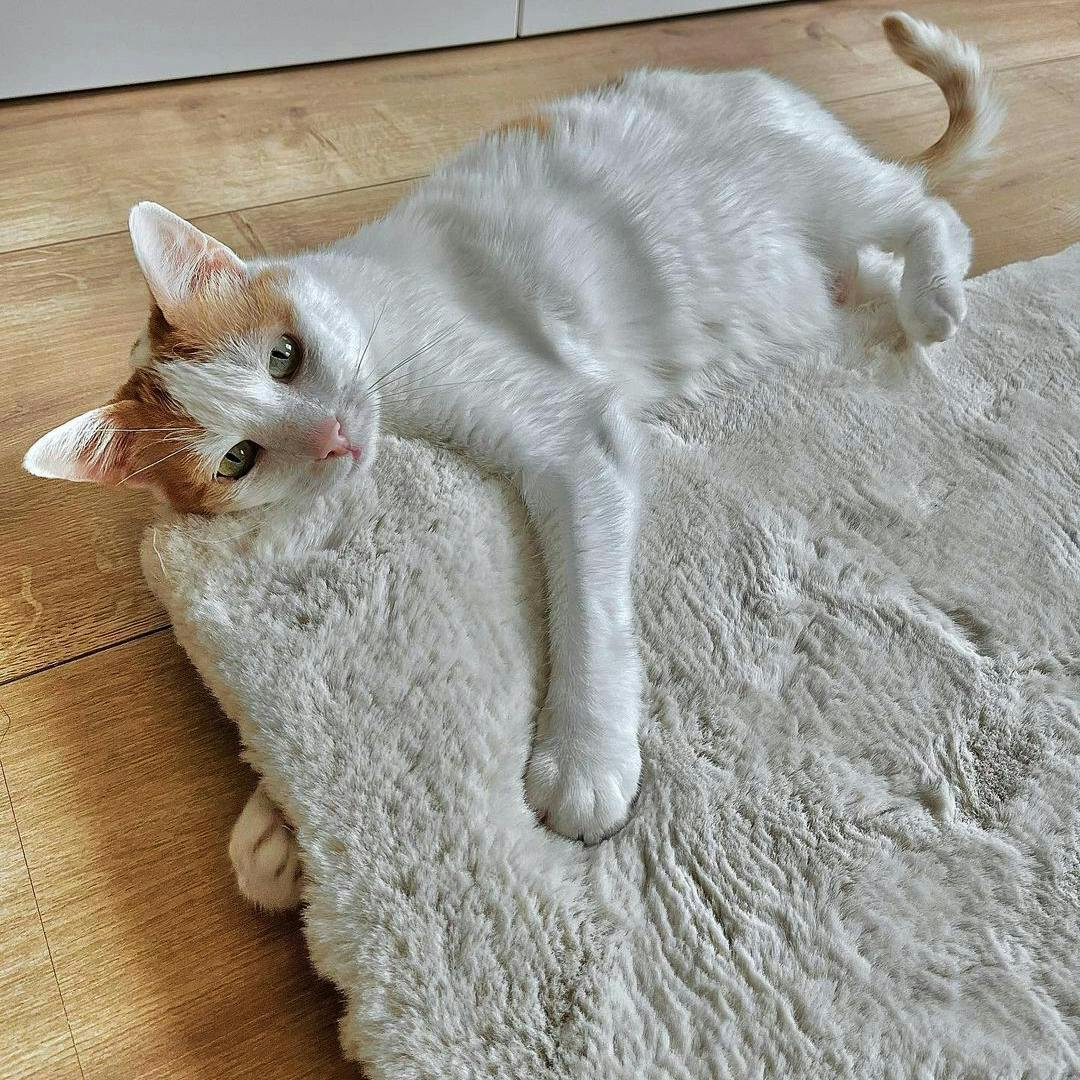 Katze Teppich