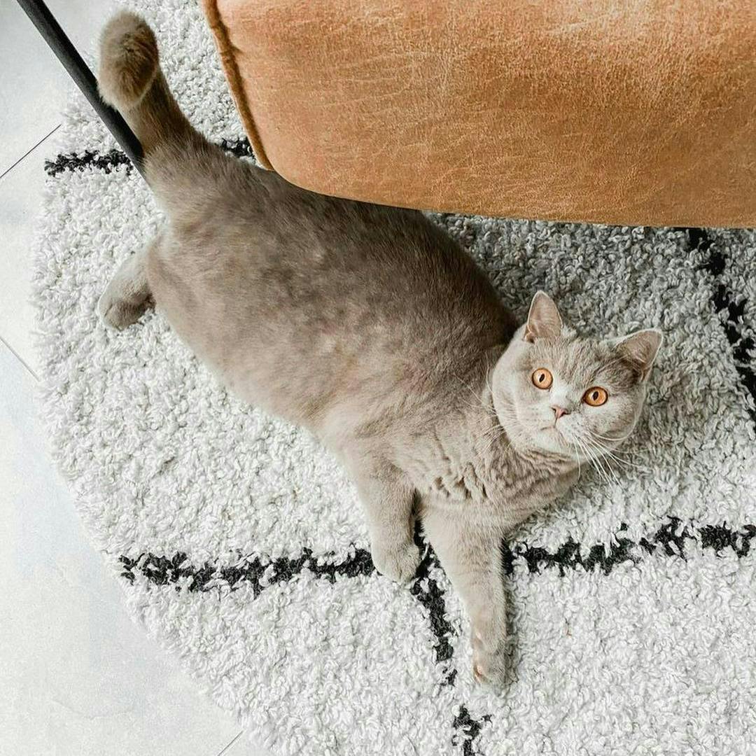 Katze Teppich