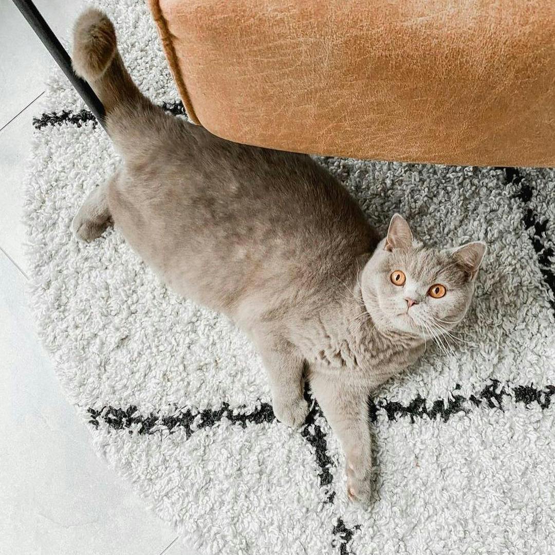 Kot leży na dywanie skandynawskim